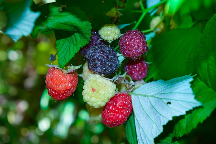Superfoods: Leśne odmiany dla zdrowia i energii