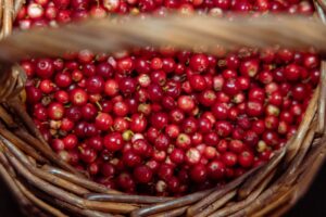 Superfoods: Leśne odmiany dla zdrowia i energii