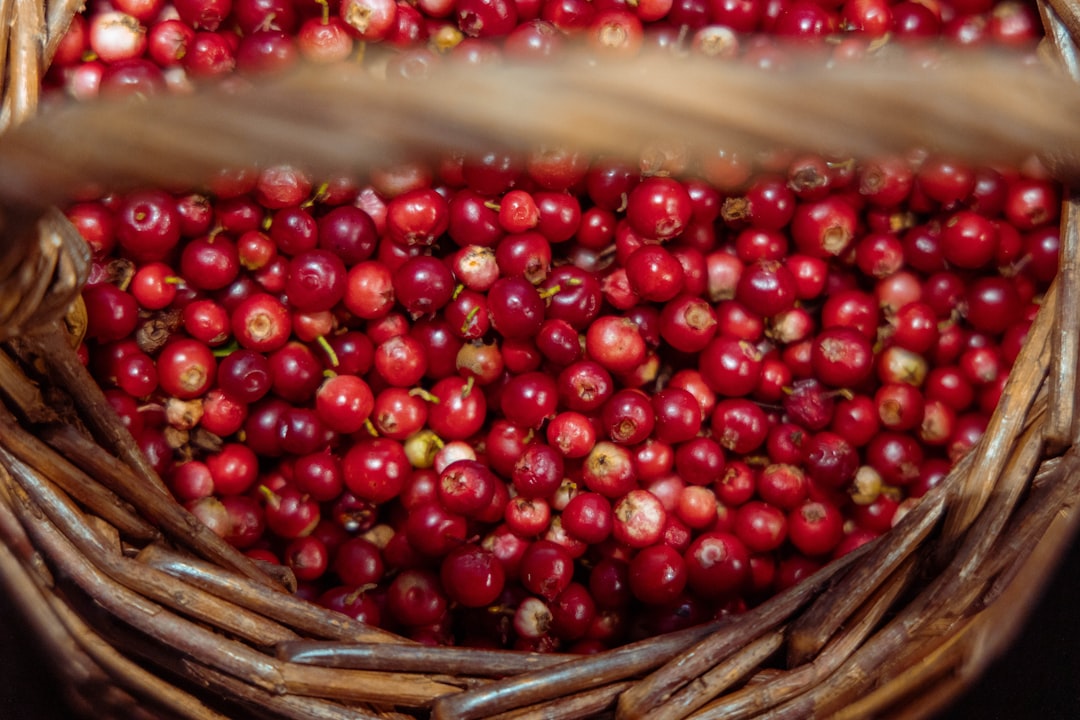 Photo Forest Berries