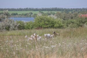 Niezwykłe zwierzęta Polski: Fascynujące fauna naszego kraju