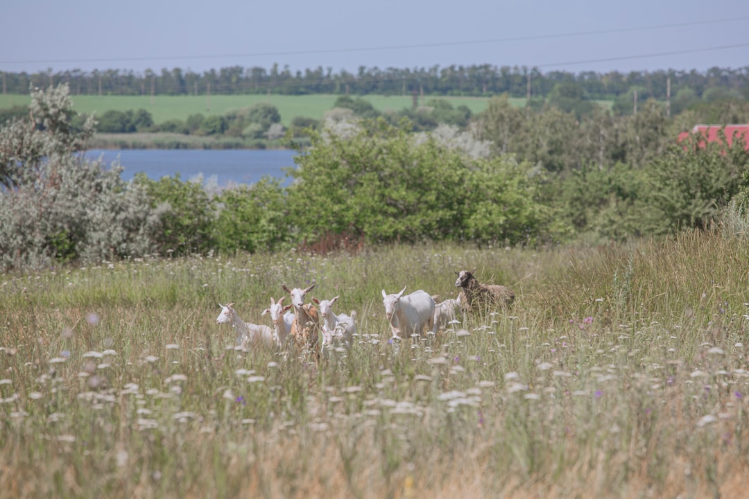 Niezwykłe zwierzęta Polski: Fascynujące fauna naszego kraju